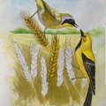 WaterColour Book A3 30 sheets